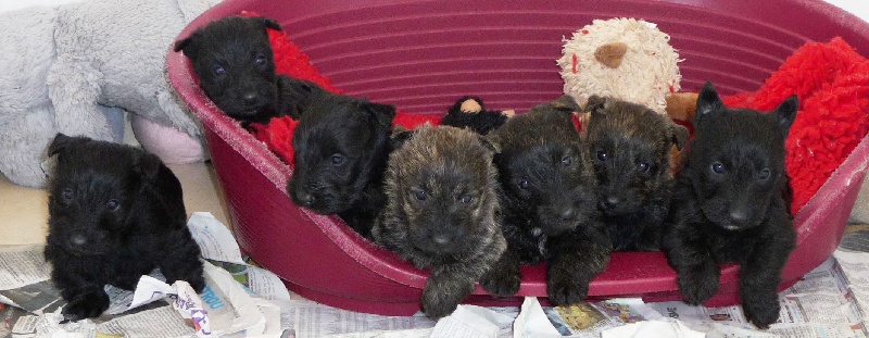 du domaine du Bois Colin - Scottish Terrier - Portée née le 03/04/2011