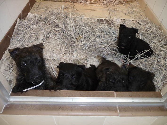 du domaine du Bois Colin - Scottish Terrier - Portée née le 03/12/2009