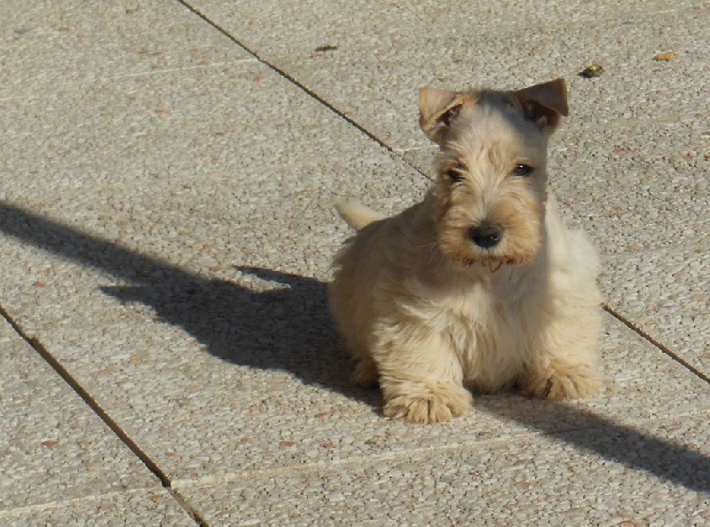 du domaine du Bois Colin - Scottish Terrier - Portée née le 12/06/2015
