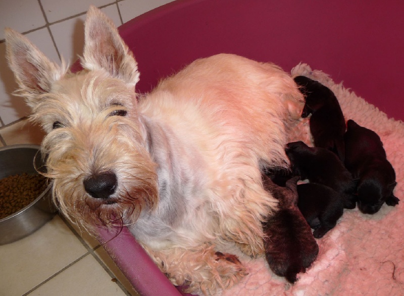 du domaine du Bois Colin - Scottish Terrier - Portée née le 25/07/2010