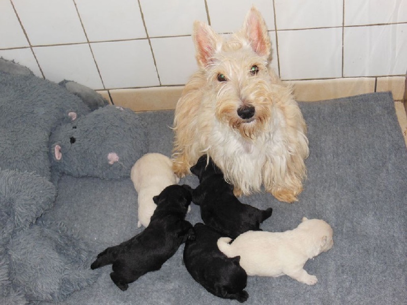 du domaine du Bois Colin - Scottish Terrier - Portée née le 12/08/2015
