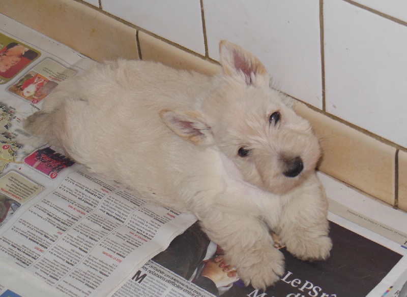 du domaine du Bois Colin - Scottish Terrier - Portée née le 12/05/2013
