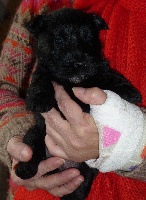 du domaine du Bois Colin - Scottish Terrier - Portée née le 11/10/2012