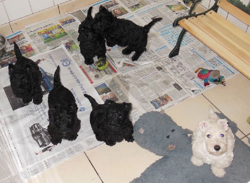 du domaine du Bois Colin - Scottish Terrier - Portée née le 10/03/2015