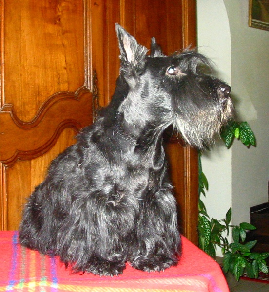 Raphale du domaine du Bois Colin