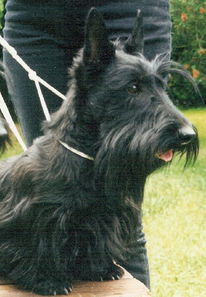 Natty scottish (Sans Affixe)