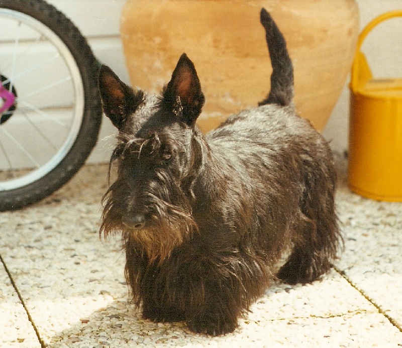 Mc maxy du domaine du Bois Colin
