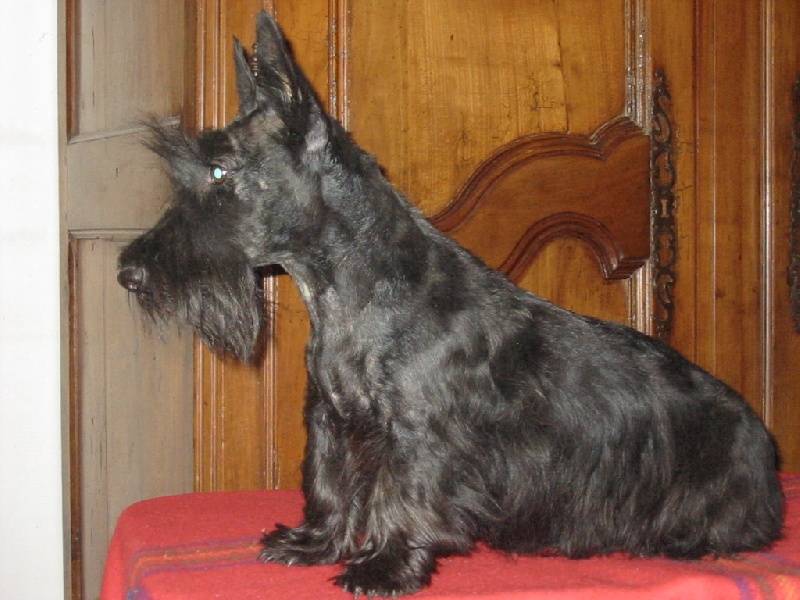 Vite virgule du domaine du Bois Colin