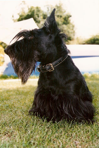 Patsy du domaine du Bois Colin
