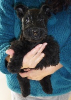 HOLLY